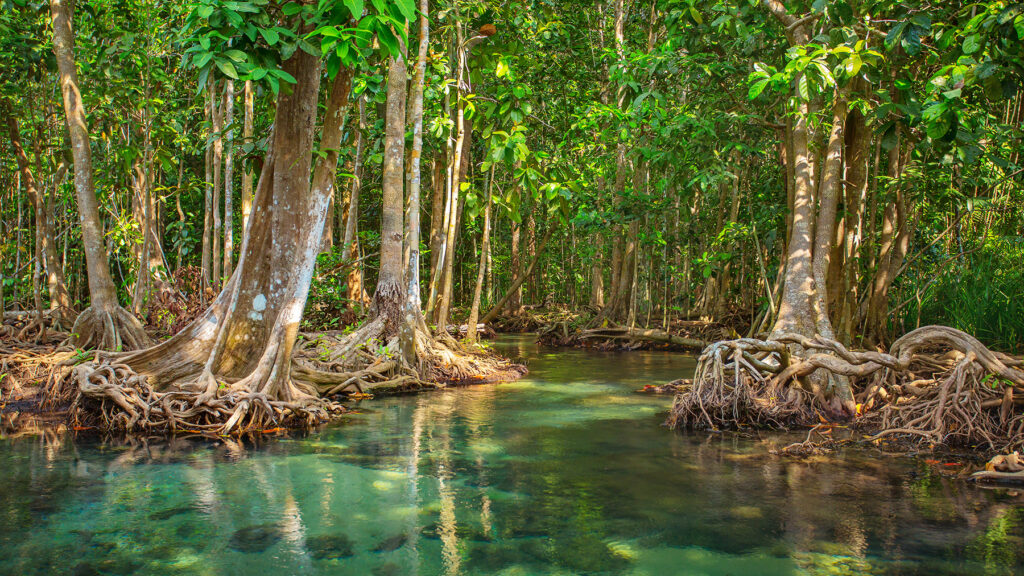 manglar