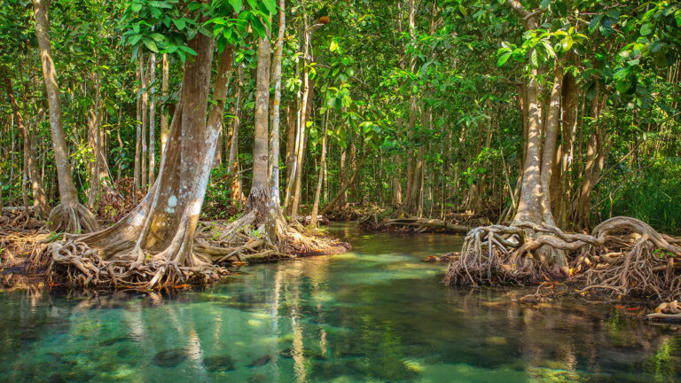 manglar