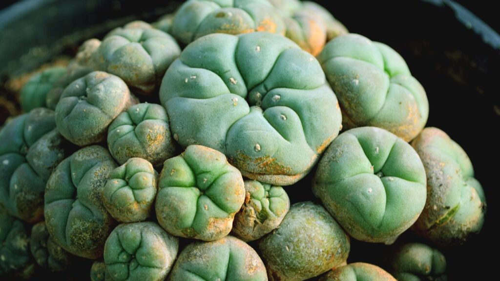 Hallan en Veracruz planta en peligro crítico