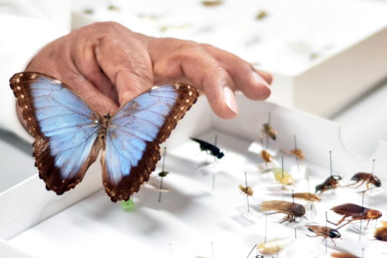 INSECTOS