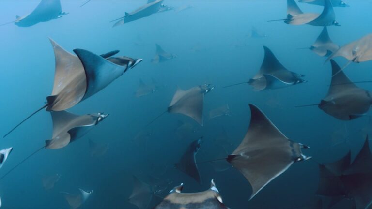 Pez con forma de diablo genera más de 1.5 mdd al año