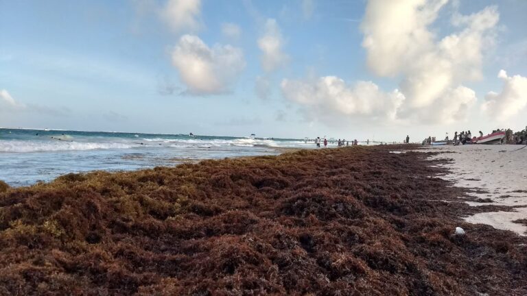 SargazoTulum260218