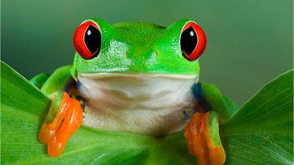 ranas