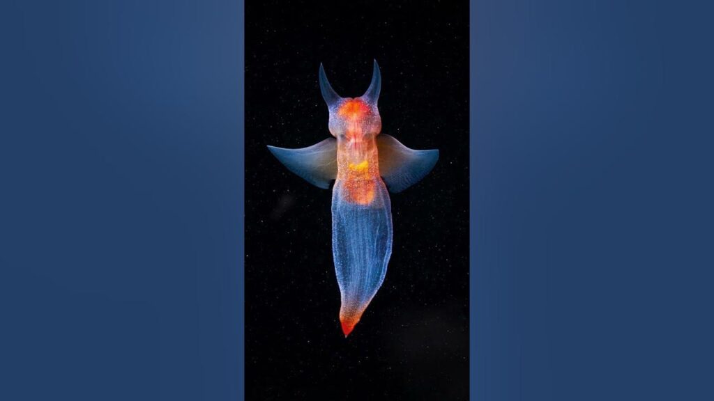 mariposa