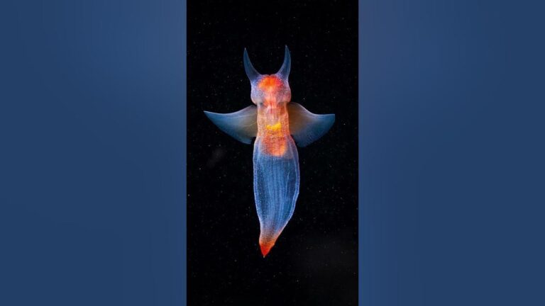 mariposa