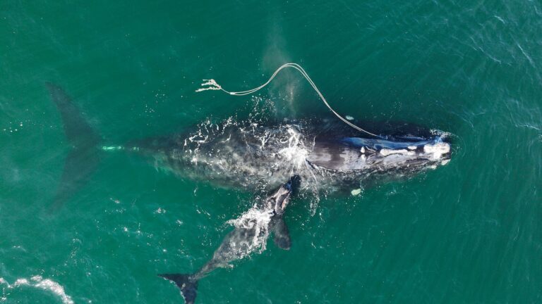 ballena