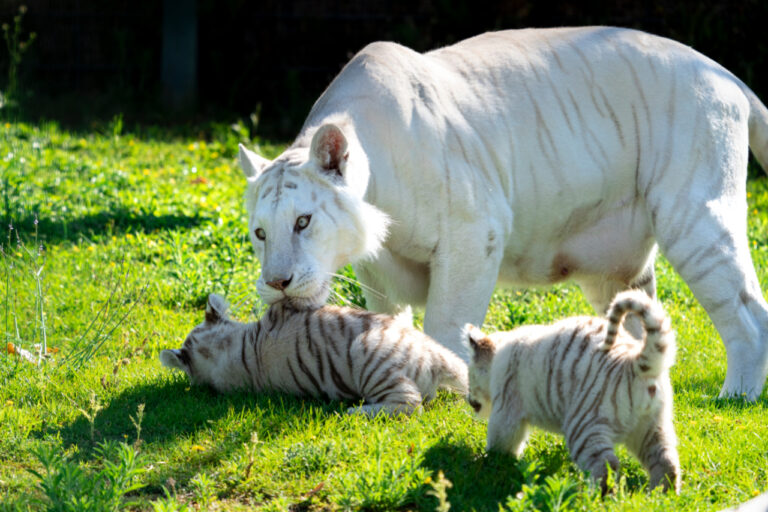 Tigres-blancos