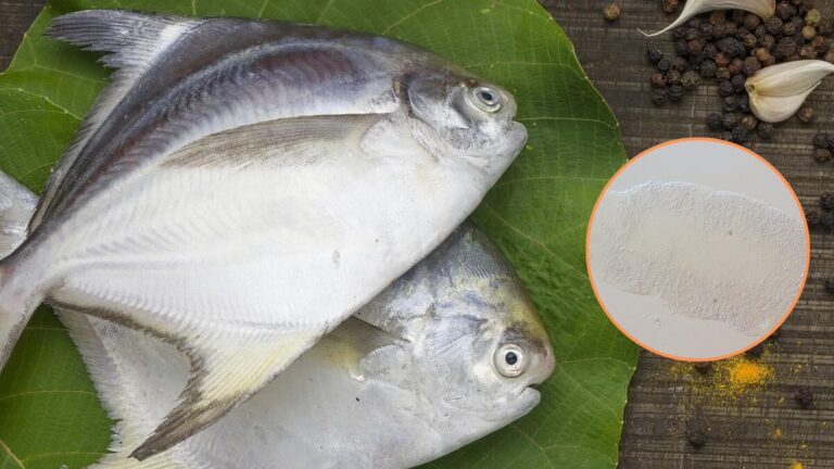 palometas curuhuara
