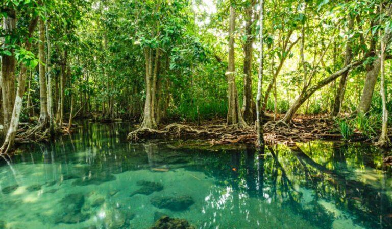 91 Áreas Naturales Protegidas en México quedarán sin plan de conservación por recorte presupuestal