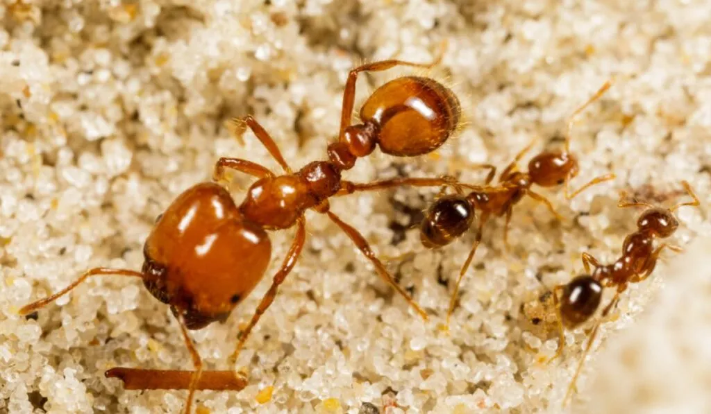 Alerta en Fiji: el 79% de las hormigas endémicas podrían desaparecer