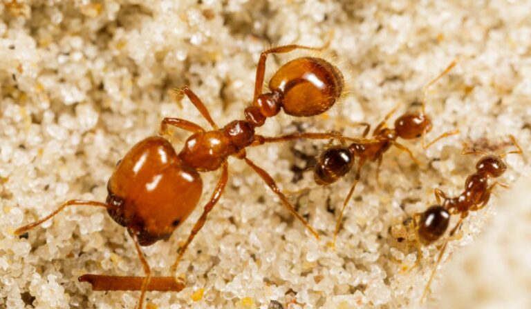 Alerta en Fiji: el 79% de las hormigas endémicas podrían desaparecer