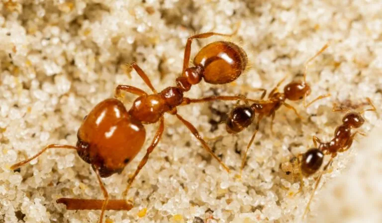 Alerta en Fiji: el 79% de las hormigas endémicas podrían desaparecer