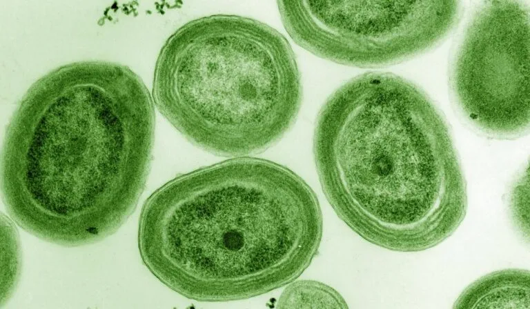 El Prochlorococcus está en peligro por el cambio climático