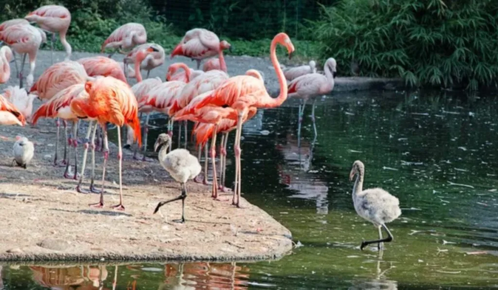 ¡Buenas noticias! Anillan 546 polluelos de flamenco rosado en Yucatán