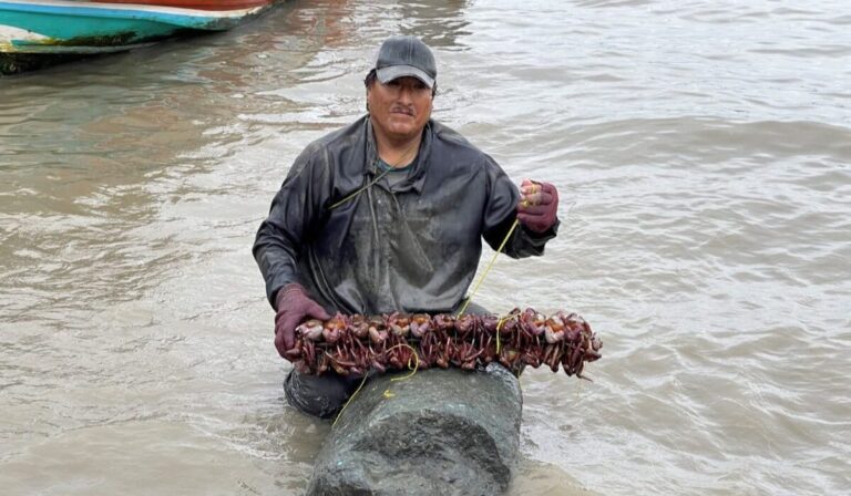 Cangrejeros del Golfo de Guayaquil: los guardianes del manglar ecuatoriano