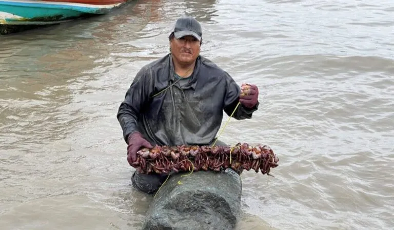 Cangrejeros del Golfo de Guayaquil: los guardianes del manglar ecuatoriano