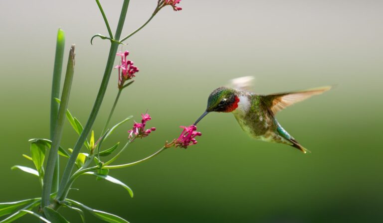 Convierte tu balcón en un paraíso de colibríes y mariposas