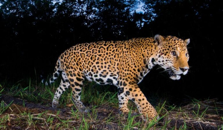 De cazadores a protectores: los Jaguardianes salvan al jaguar en Chiapas