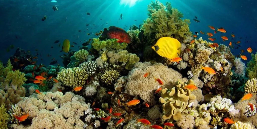 El 70 % de los arrecifes del Atlántico dejará de crecer por el calentamiento global