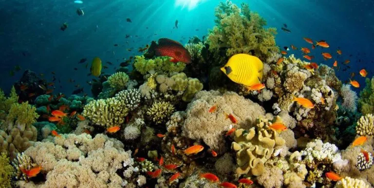 El 70 % de los arrecifes del Atlántico dejará de crecer por el calentamiento global