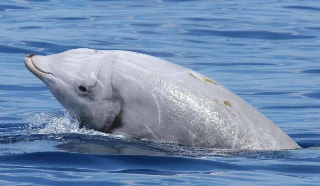 El misterio de las ballenas que sobreviven sin oxígeno podría revolucionar la medicina