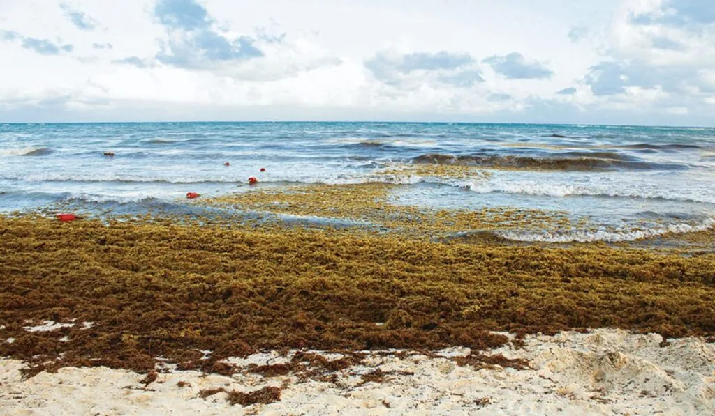 El “monstruo del Atlántico”: el cinturón de sargazo que ya supera los 8.800 km