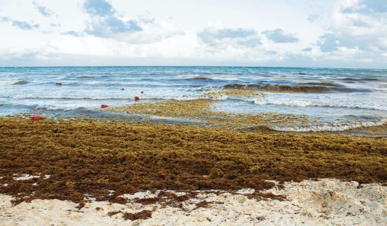 El “monstruo del Atlántico”: el cinturón de sargazo que ya supera los 8.800 km