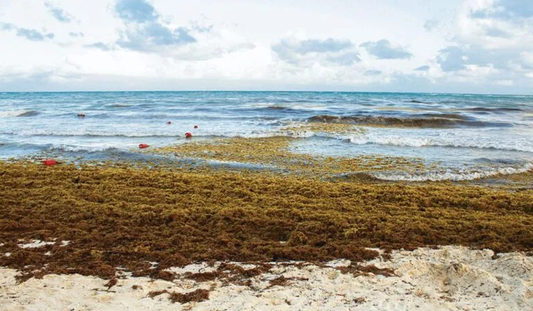 El “monstruo del Atlántico”: el cinturón de sargazo que ya supera los 8.800 km