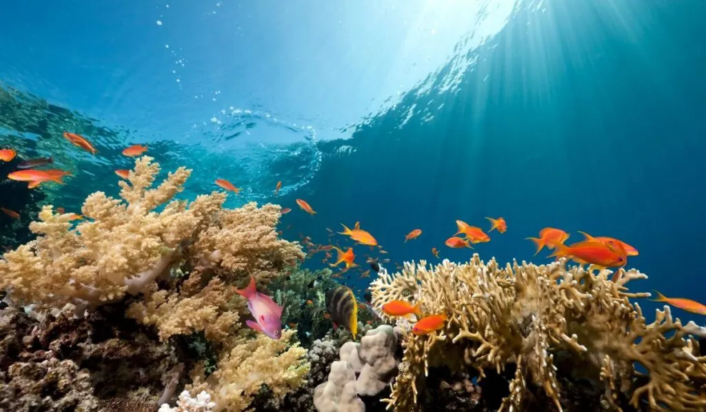 El océano del futuro: así cambiarán los mares por la mano humana