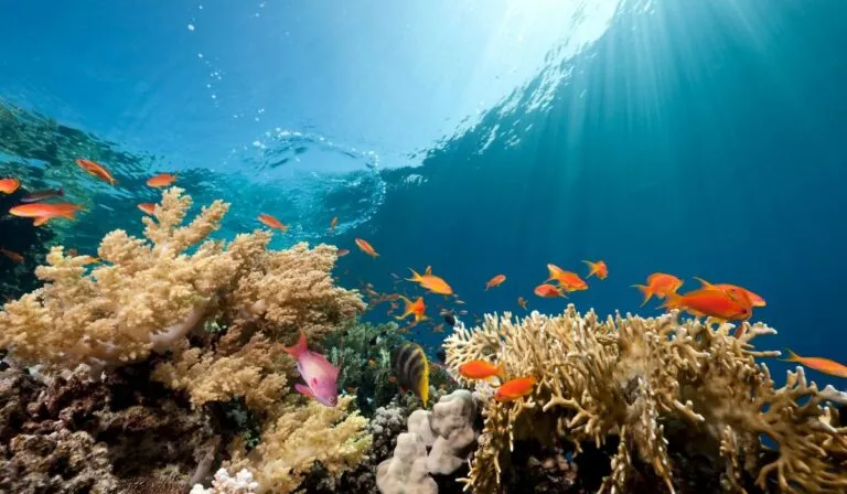 El océano del futuro: así cambiarán los mares por la mano humana