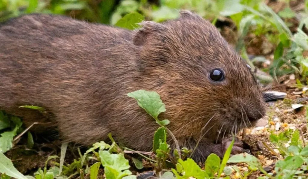 El ratón de agua regresa tras 20 años: el pequeño jardinero de la naturaleza vuelve a los ríos