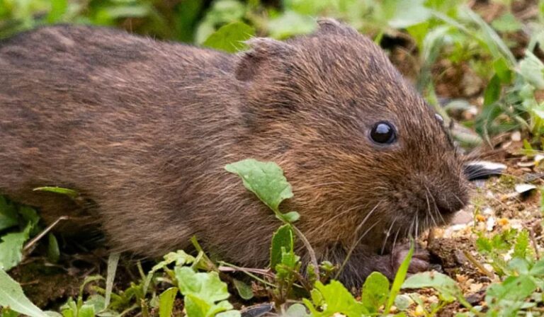 El ratón de agua regresa tras 20 años: el pequeño jardinero de la naturaleza vuelve a los ríos