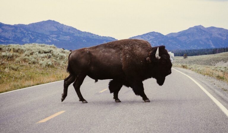 El regreso del bisonte: el guardián natural que regenera las praderas de Yellowstone