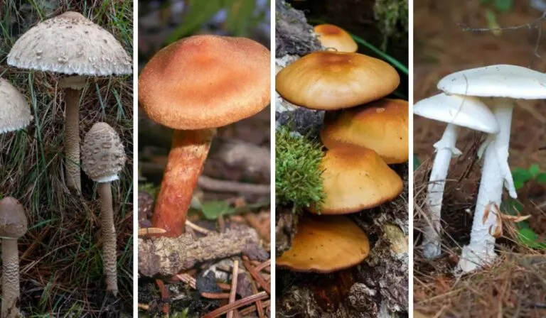 Hongos mortales: las 5 especies más venenosas del mundo