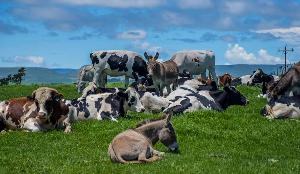 Humanos y animales: cómo nuestra especie cambió su tamaño a lo largo de los siglos