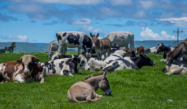 Humanos y animales: cómo nuestra especie cambió su tamaño a lo largo de los siglos