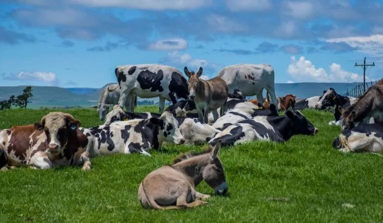Humanos y animales: cómo nuestra especie cambió su tamaño a lo largo de los siglos