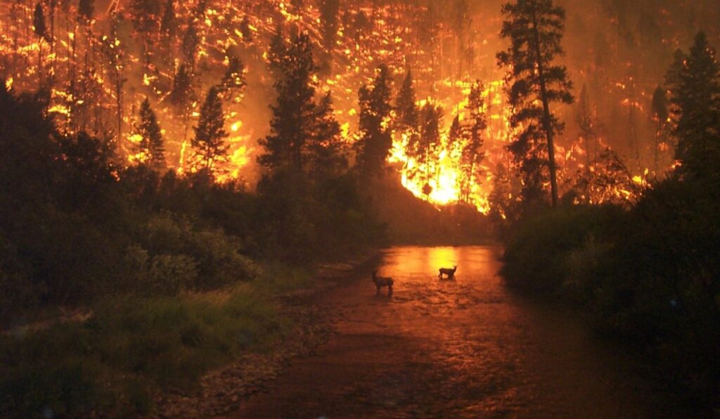 Incendios forestales: la temporada se extiende y transforma los ecosistemas en todo el mundo