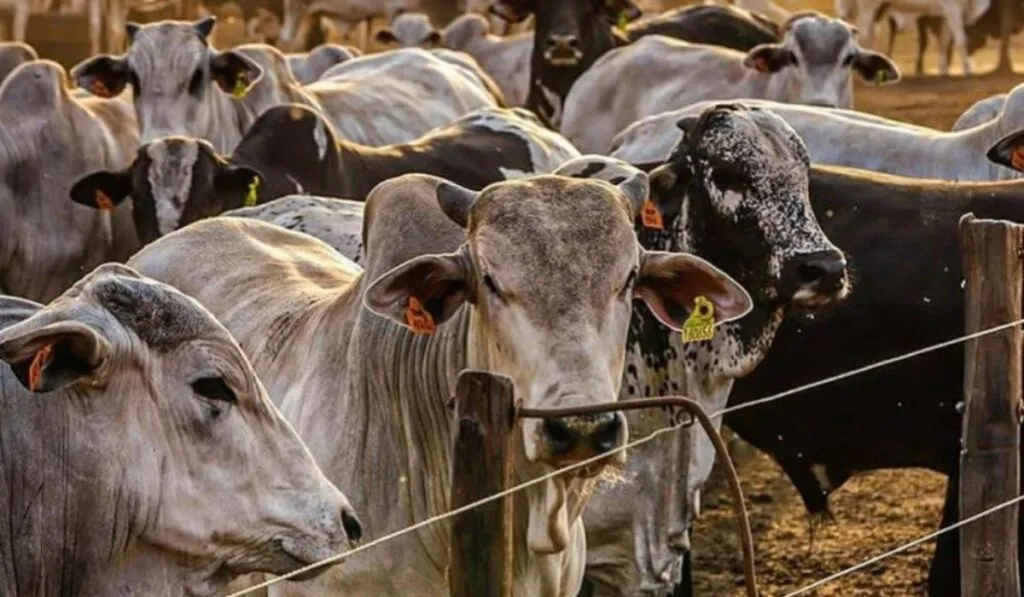 Jalisco apuesta por la ganadería sustentable para proteger sus bosques y mejorar la producción