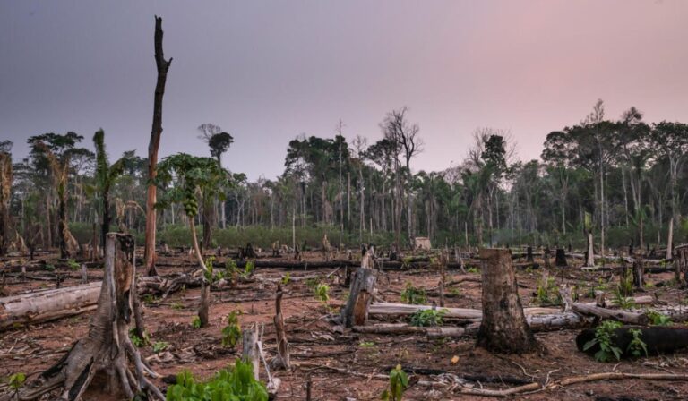 La Amazonia al límite: lo que pasaría si desapareciera por completo