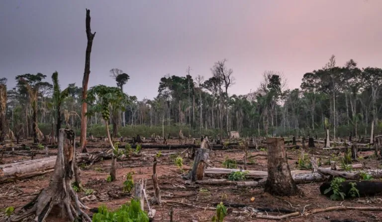 La Amazonia al límite: lo que pasaría si desapareciera por completo