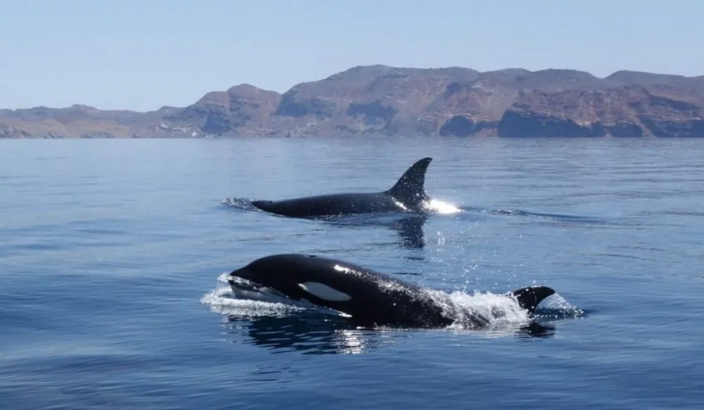 La Paz lanza sistema de monitoreo para avistamiento y nado con orcas