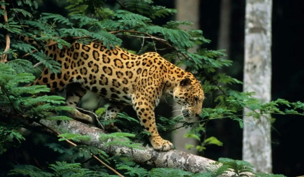 La población de jaguares en México crece 30%, pero la especie sigue en riesgo