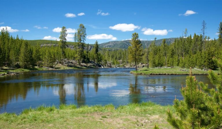 Lobos contra alces: el inesperado regreso de los árboles en Yellowstone