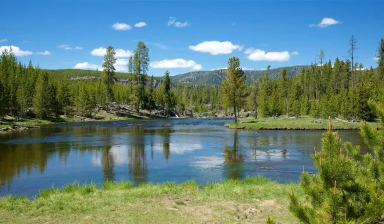 Lobos contra alces: el inesperado regreso de los árboles en Yellowstone