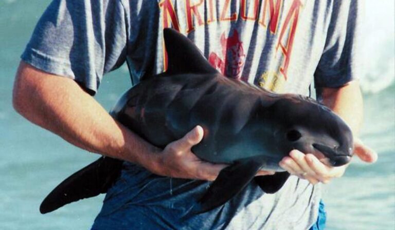Los científicos mexicanos que escuchan los susurros de la vaquita marina para salvarla de la extinción