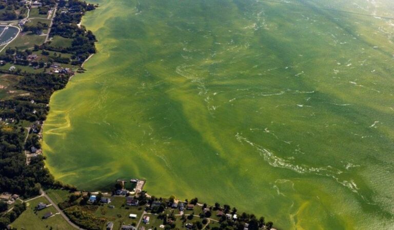 Lough Neagh, el lago más grande del Reino Unido, enfrenta su peor crisis ecológica