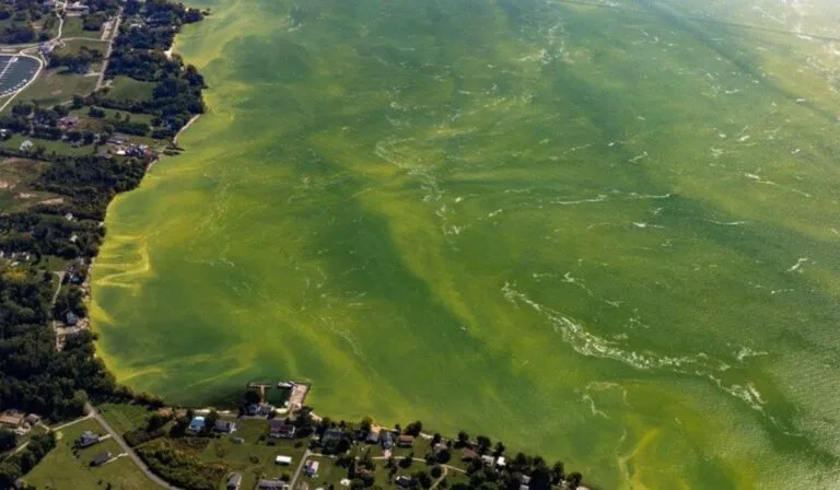 Lough Neagh, el lago más grande del Reino Unido, enfrenta su peor crisis ecológica