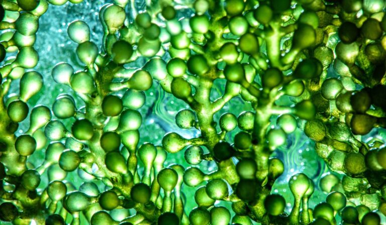 Microalgas: las aliadas invisibles que frenaron el CO₂ hace miles de años