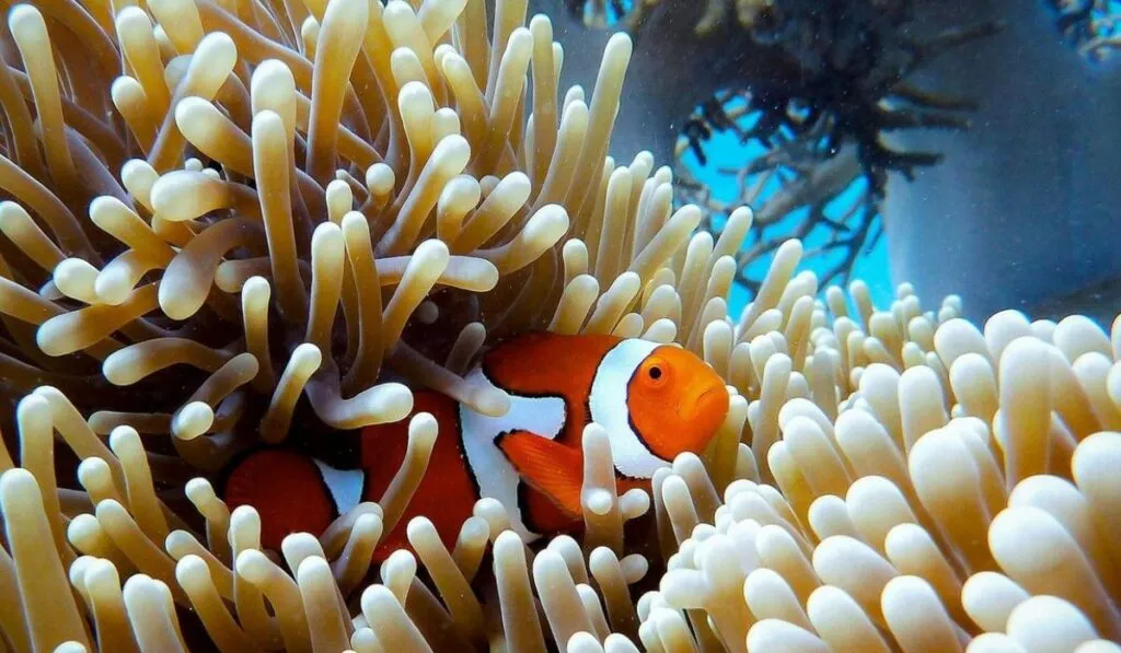 Peces payaso en peligro: olas de calor marinas amenazan su supervivencia en el Mar Rojo